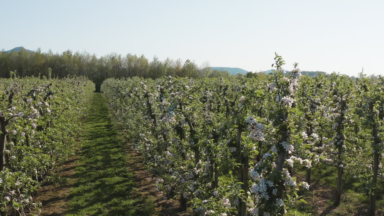 ドローン - 大きなフィールド 30 p で日当たりの良い白いリンゴの花の空中ショット