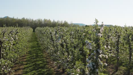 drone - toma aérea de una flor de manzana blanca y soleada en un campo grande 30p