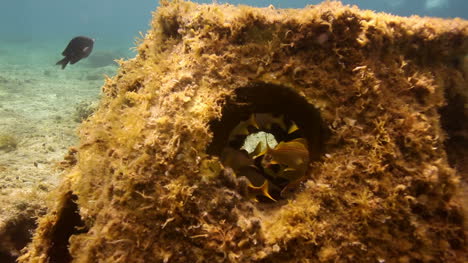 Fish-swimming-in-coral-reef