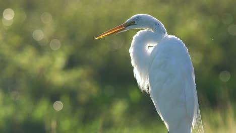 Ein-Silberreiher-Putzt-Sich-In-Florida