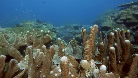 strange shaped hard coral, then revealing a pristine hard coral garden with many species of hard coral