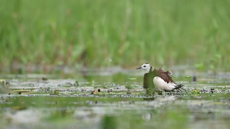 Polluelos-De-Jacana-De-Cola-De-Faisán-Saliendo-De-Las-Alas-Del-Padre