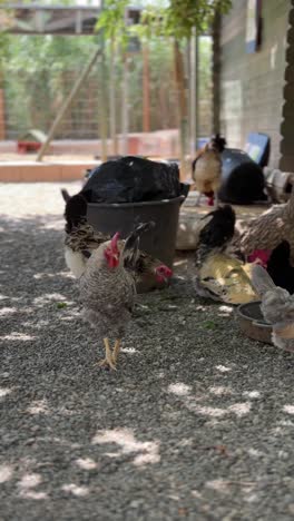 chickens on a farm