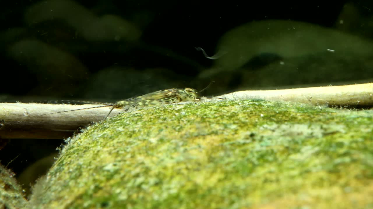 Mayfly clinger nymph (Cinygma sp.) underwater, lifting tail and pooping, close-up low angle side view