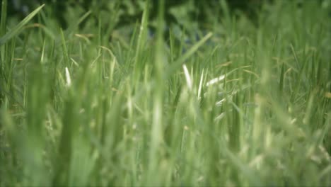 l'herbe verte fraîche sur la forêt