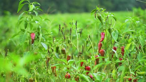 a reveal shot of a bright green garden with green and red chili peppers planted