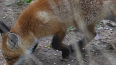lindo cachorro de zorro rojo se para en la hierba y mira a la cámara
