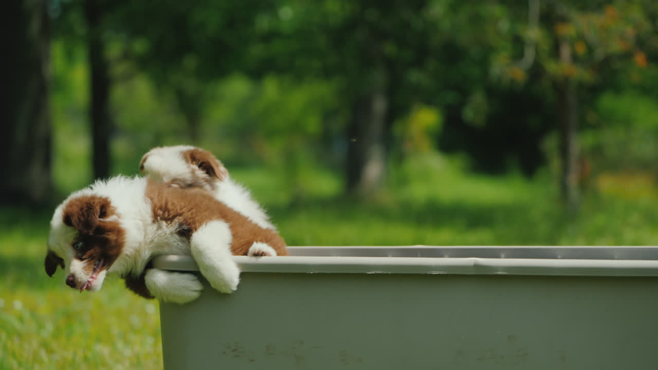 재미있는 강아지는 바구니 동기 부여와 결정 개념에서 벗어납니다.