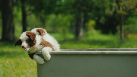 cachorros divertidos escapan del concepto de motivación y determinación de la canasta