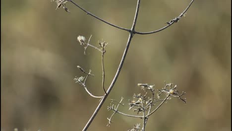 dried plants in a field