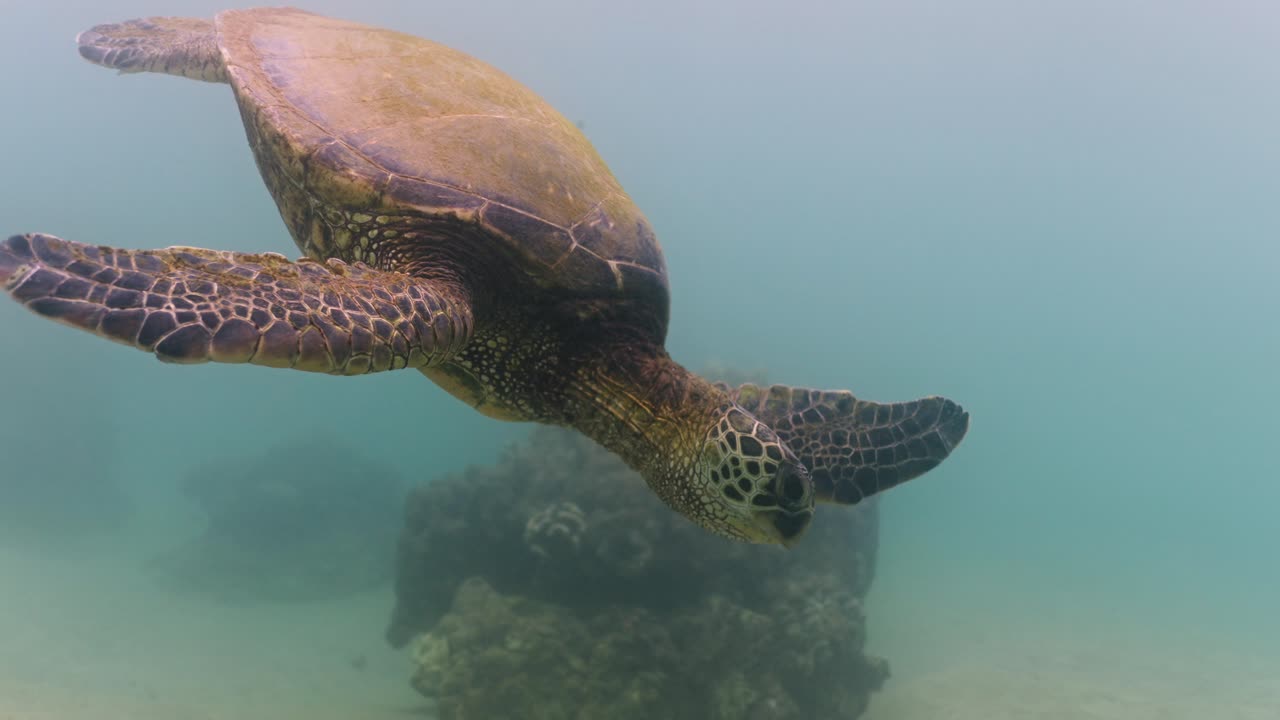 Green sea turtle diving in clear water of Pacific Ocean around Hawaii Island