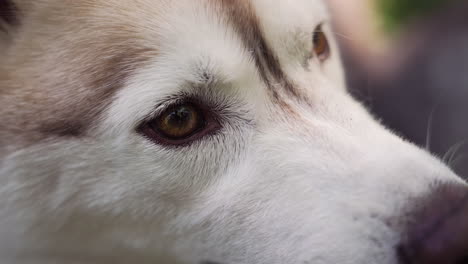 Beautiful-white-dog