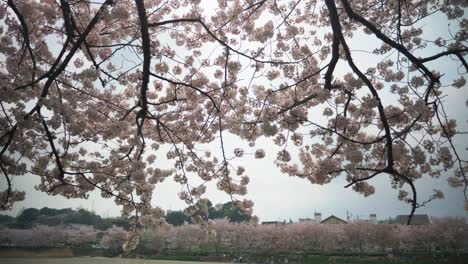 flor de cerezo en el parque shizuoka, caída de pétalos de cerezo, cámara lenta de 4k