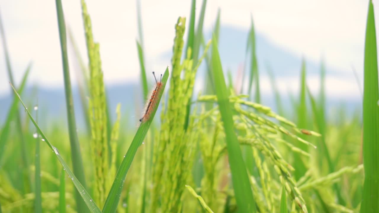 바람 부는 날에 푸른 논 안에 있는 논 식물의 잎에 쉬고 있는 야생 애벌레