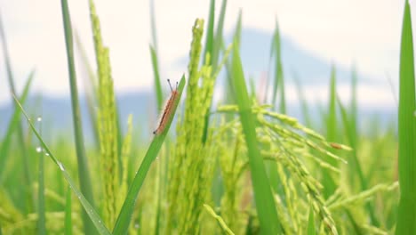바람 부는 날에 푸른 논 안에 있는 논 식물의 잎에 쉬고 있는 야생 애벌레