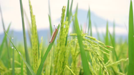 wild caterpillar resting on leaf of paddy plant inside green rice field during windy day