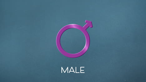 animation of text male, with purple male gender symbol on grey