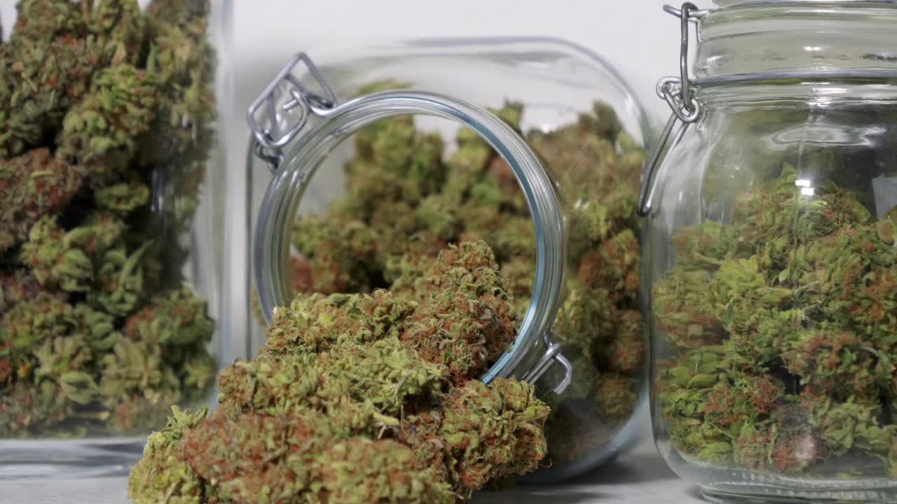 Dolly-shot af høstede cannabisblomster i krukker foran en hvid baggrund