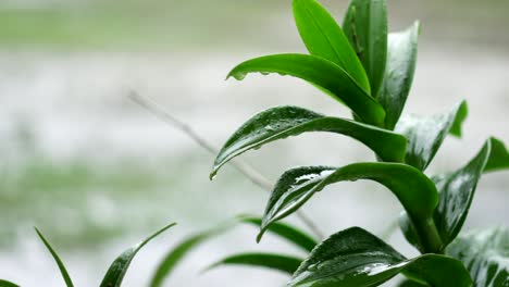 Rainwater-falling-and-collecting-on-Orchids-in-tropical-environment,-closeup