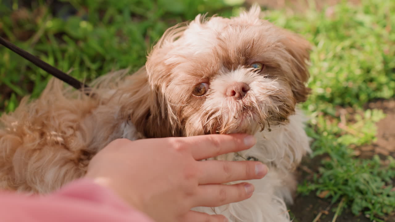 Gentle Touch Comforts, Kind Hands Provide Comfort In Park, Tender Owner Gently Calms Small Dog Resting On Grass, Affectionate Gestures Help Soothe Tiny Dog After Walk In Peaceful City Park