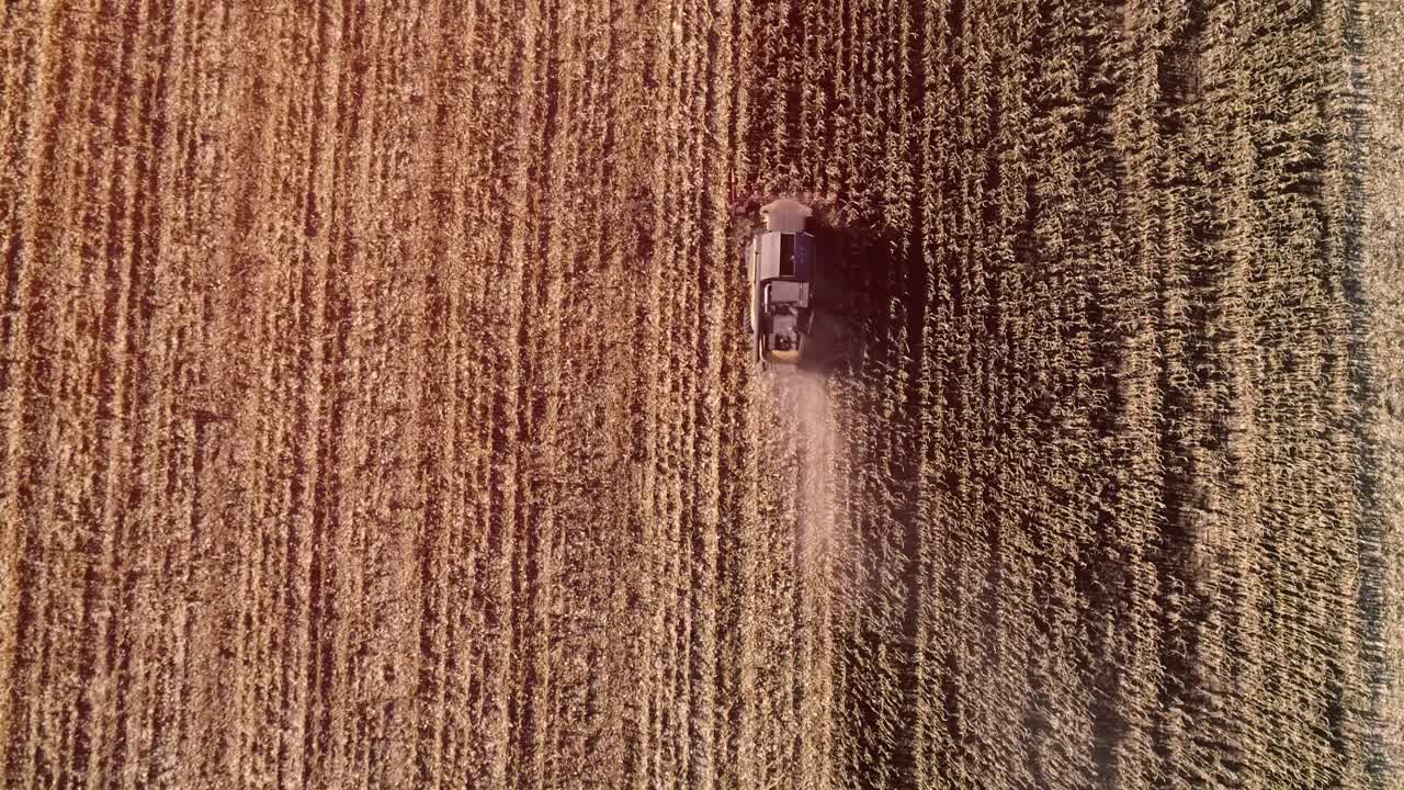 cosecha de campo de maíz con cosechadora a principios del otoño. cabecera de maíz plegable. vista aérea de arriba