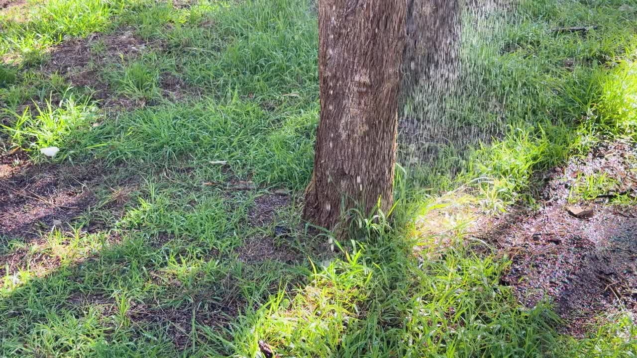Water droplets fall in slow motion on tree base, moistening soil in bright backyard sunlight