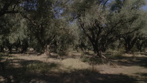 a view of an olive grove with mature trees and dry grass on the ground