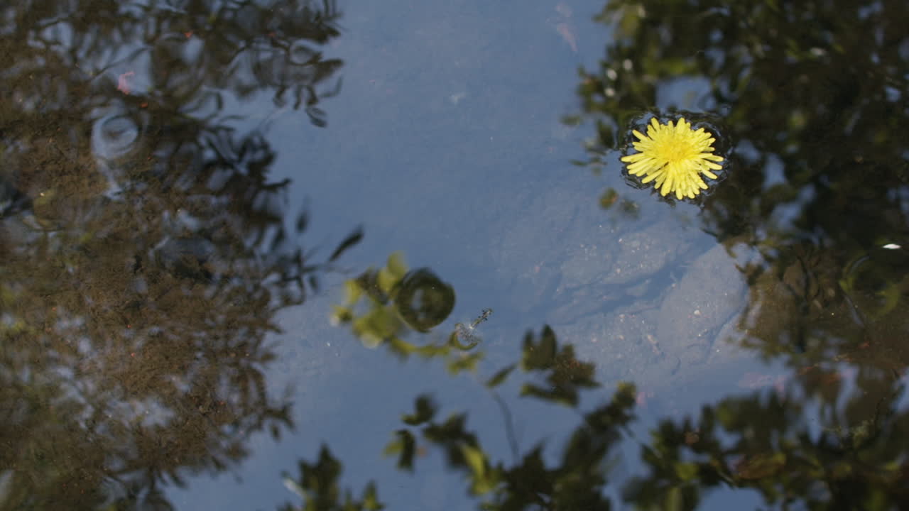 Medelbild i slow motion av en bäck med himlen och träden reflekterade i vattnet