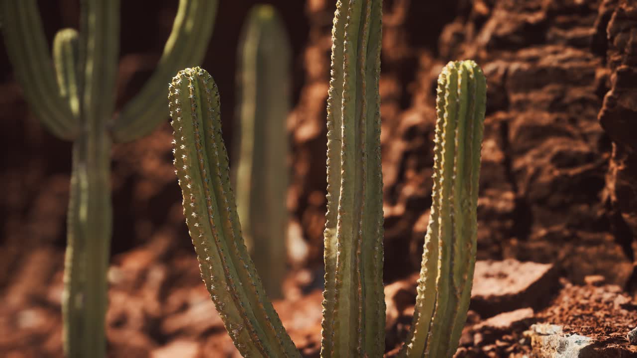 cactus en el desierto de arizona cerca de piedras de roca roja