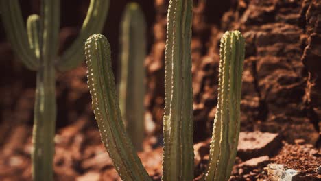 cactus in the arizona desert near red rock stones