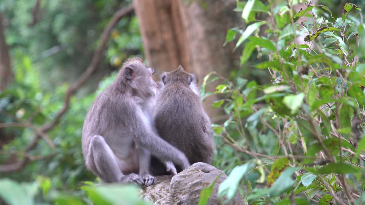 vista de cerca de los monos en el bosque de monos