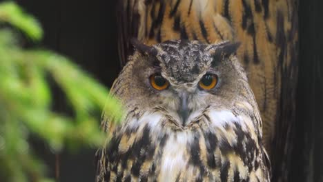 eurasian eagle-owl (bubo bubo) close-up.