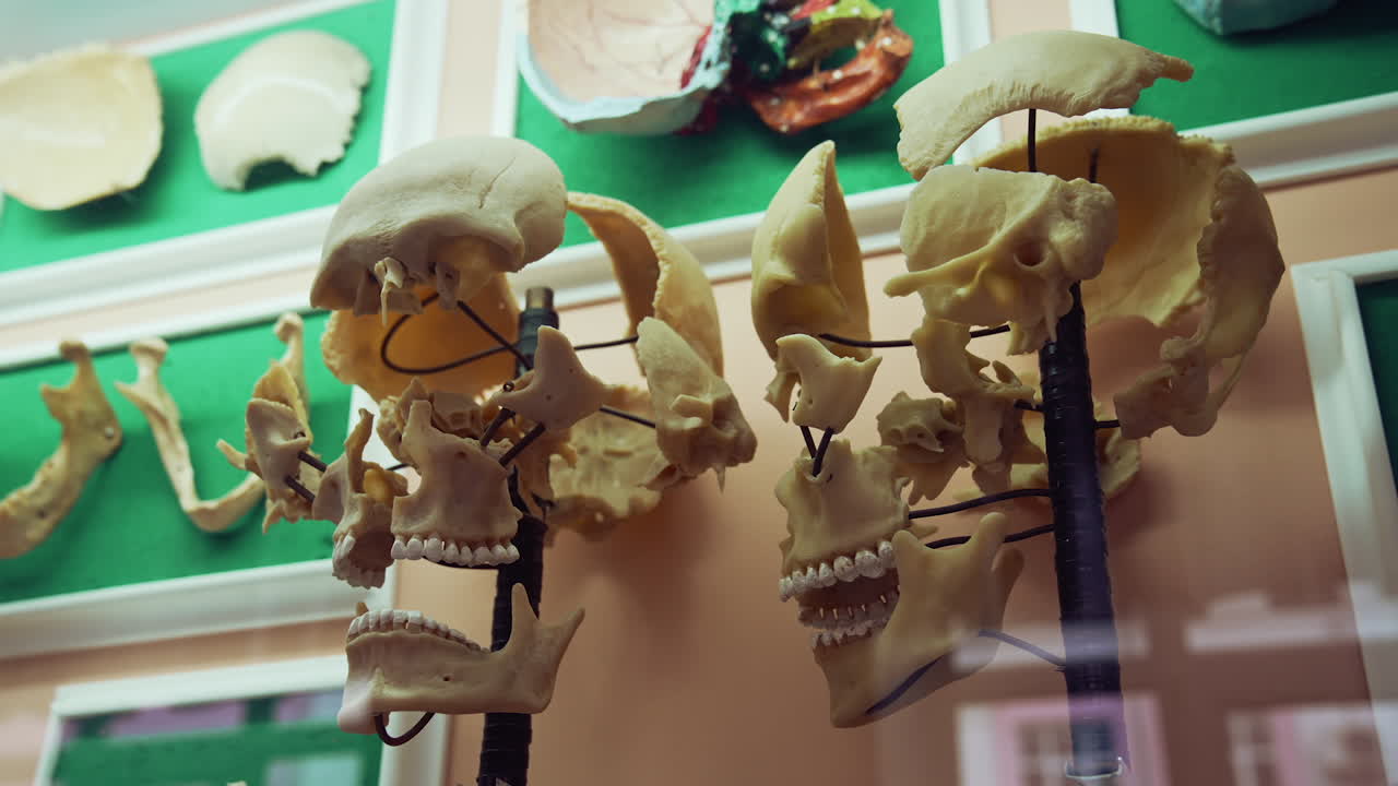 Skeleton in anatomy museum. Interior view of the anatomy museum