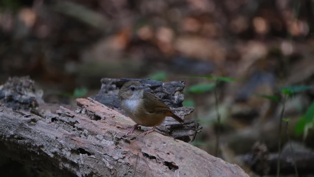 Guardando a destra e poi a sinistra mentre è appollaiato su un tronco, Malacocincla abbotti (Garrulo di Abbott)