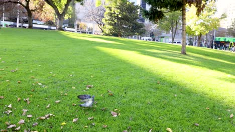 un pájaro toma vuelo en un parque