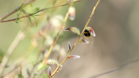 Abejorro-Alimentándose-De-Néctar-De-Flores-Al-Sur-De-Francia.