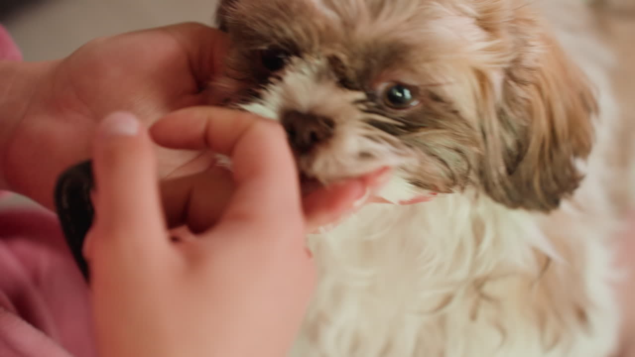 Juvenile Dog Investigates Mouth With Curiosity, Young Canine Examines Face During Cheerful Playtime With Human, Puppy Engages In Playful Mouth Exploration While Interacting Closely With Woman