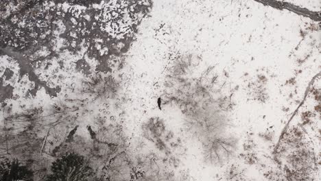 top down aerial view of a moose in a swampy area. wildlife animals in cold winter day.