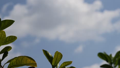 lapso de tiempo del crecimiento de las plantas bajo un cielo azul