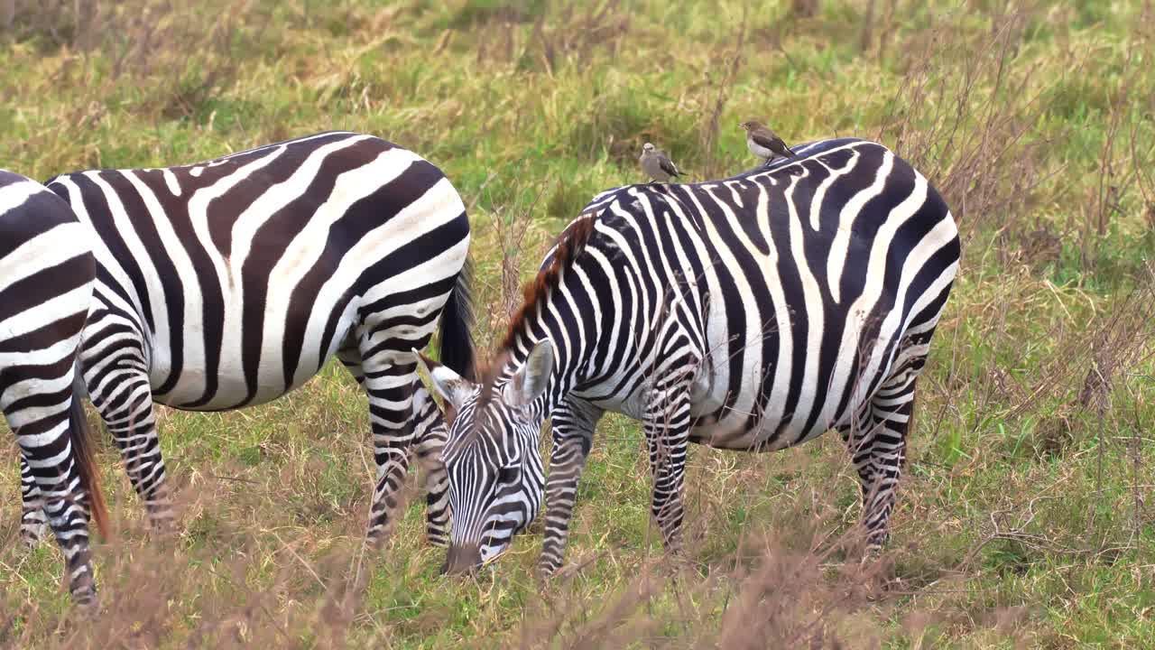 Un primo piano di una zebra dai colori vivaci, che vaga e pascola liberamente attraverso le vaste pianure della savana del cratere di Ngorongoro, Tanzania, catturando la serena fauna selvatica africana e lo scenario di prateria aperta.