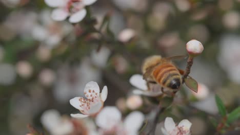 Biene-Sammelt-Frischen-Nektar-Von-Der-Blume-Und-Fliegt-Dann-Weg,-Nahaufnahme