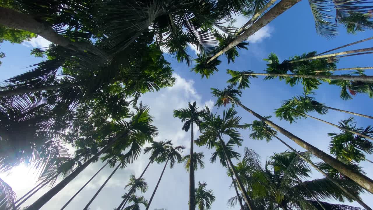 mirando hacia las altas palmeras tropicales en sylhet bangladeshis
