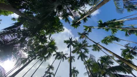 Looking-Up-At-Tall-Tropical-Palm-Trees-In-Sylhet-Bangladeshis