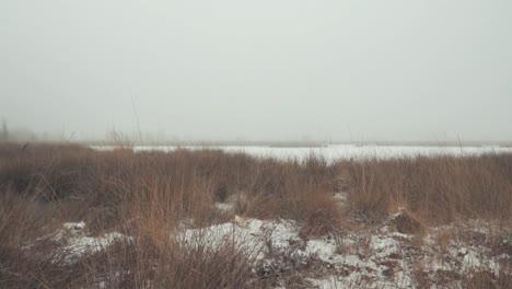 misty winter marsh landscape