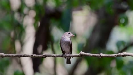 Der-Asiatische-Braunschnäpper-Ist-Ein-Kleiner-Sperlingsvogel,-Der-In-Japan,-Im-Himalaya-Und-In-Sibirien-Brütet