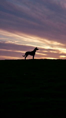 dog silhouette at sunset