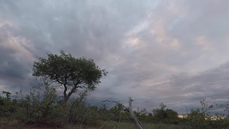 Time-lapse-from-ground-of-dark-clouds-moving-across-sky-over-lone-tree-in-South-Africa