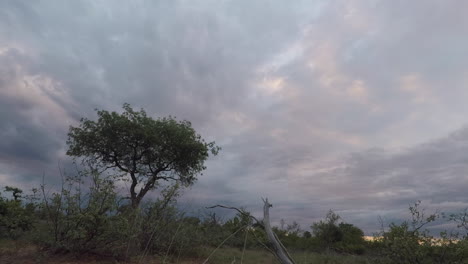 lapso de tiempo desde el suelo de nubes oscuras moviéndose a través del cielo sobre un árbol solitario en sudáfrica