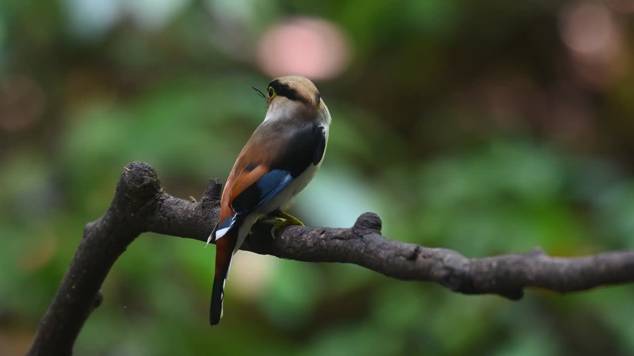 encaramado en la rama visto desde su espalda con una tarántula en la boca para entregar, pico de pecho plateado, serilophus lunatus, parque nacional kaeng krachan, tailandia