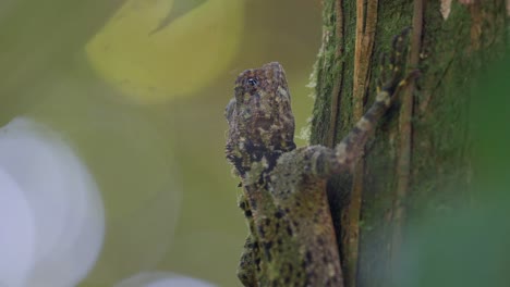 lagarto plica plica alimentándose de hormigas en un tronco de árbol